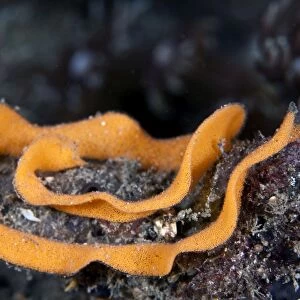 Nudibranch eggs - Indonesia