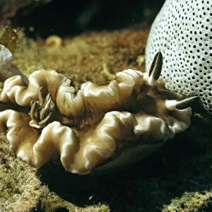 Nudibranch (Glossodoris atromarginata) Great Barrier Reef, Queensland, Australia. DWD00263