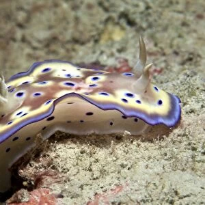 Nudibranch - Malaysia