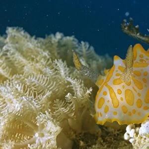 Nudibranch Rodda Reef, Great Barrier Reef, Queensland, Australia DWD00189