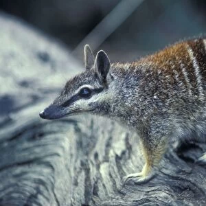 Numbat - Marsupial Australia
