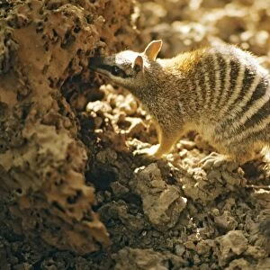 Numbat - At termite mound, Southwest Western Australia JPF00041
