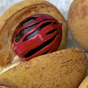 Nutmeg and Mace - close-up Spice Islands - Indonesia