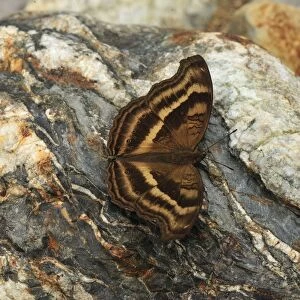Nymphalid butterfly - Gunung Leuser National Park - Bukit Lawang - Northern Sumatra - Indonesia