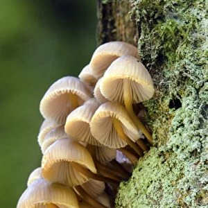 Oak Bonnet-cap - tree trunk - UK