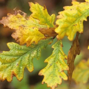 Oak - leaves changing colour Oak - leaves changing colour
