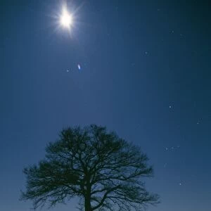 Oak Tree - night landscape in winter with moonlight