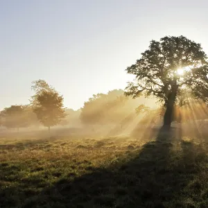 Oak Tree - rays of sunshine - Dyrehaven Park Copenhagen Denmark