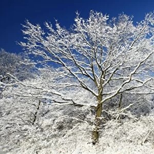 Oak Tree - tree in mature hedge covered in snow - Harz Mountains - Lower Saxony - Germany