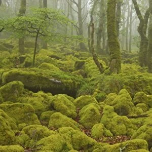 Oak Woodland and Moss Covered Boulders Barrator Resevoir, Dartmoor National Park, Devon, UK LA000339