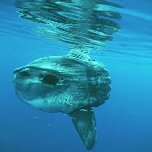 Ocean Sunfish DSE 36 North Atlantic Ocean Mola mola © Douglas David Seifert / ardea. com