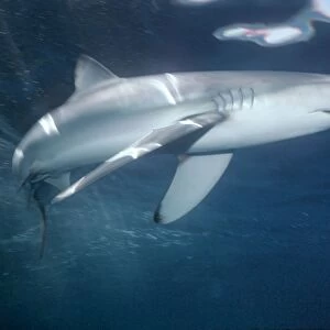Oceanic Blue Shark Under water swimming Eastern Pacific