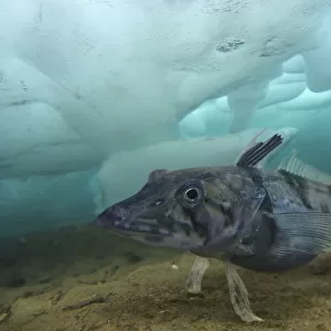 Ocellated icefish, Chionodraco rastrospinosus, resting on seabed under ice. Unlike other vertebrates, fish of the Antarctic icefish family (Channichthyidae) do not use haemoglobin to transport oxygen around their bodies; instead