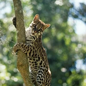 Ocelot Venezuela Latin formerly: Leopardus pardalis