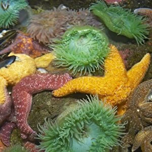 Ochre Sea Star & Giant Green Anemone (Anthopleura xanthogrammica) - In rock pool with other starfish Oregon, USA IN000167