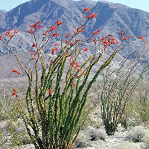 Ocotillo Anza Borrego Desert, California, USA