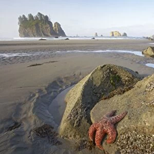 Offsore Sea Stacks and Tidepools with Ochre Sea Stars Second Beach Olympic National Park, Washington State USA LA001576