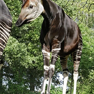 Okapi - male. In captivity