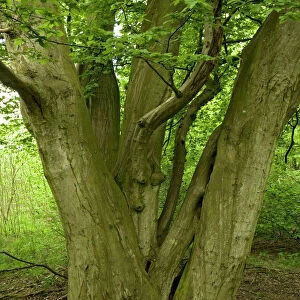 Old coppiced hornbeams - Ancient mixed broadleaved woodland. Wolves Wood, Norfolk, UK