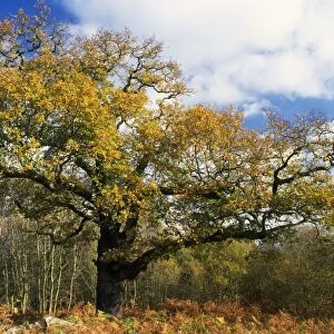 Old Oak Tree - in autumn Ashstead Common, Surrey, City of London Reserve