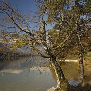 Old stunted hornbeam tree by Lake Bohinj in autumn. Triglav National Park, Julian Alps, Slovenia