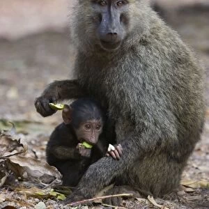 Olive Baboon - Mother and infant Gombe Stream Reserve, Tanzania