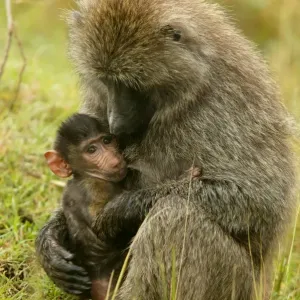 Olive Baboons LA 617 Baby with parent Papio hamadryas anubis © J. M. Labat / ardea. com Olive Baboons LA 617 Baby with parent Papio hamadryas anubis © J. M. Labat / ardea. com