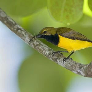 Olive-backed Sunbird - male adult sitting on a branch having just caught a spider which is still in its long and crooked beak - Queensland, Wet Tropics World Heritage Area, Australia