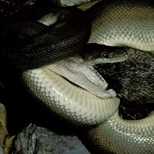 Olive Python - Eating a bandicoot. Adults can eat prey as large as a rock-wallaby, Northern Australia JPF00081
