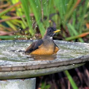 Olive Thrush - bathing in birdbath - East and southern Africa, especially highland areas. Grahamstown, Eastern Cape, South Africa