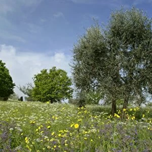 Olive Tree - in flowering spring meadow with Common Borage (Borago officinalis), Rough Hawksbeard (Crepis biennis) and Mediterranean Hartwort (Tordylium apulum) Val d Orcia, Tuscany, Italy