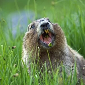 Olympic Marmot - in alpine area of Olympic Mountains, Olympic National Park, Washington, USA. Summer. It is often said that marmots "whistle" their warning call, but it is really more of a shrill shriek (sound made with the vocal cords)