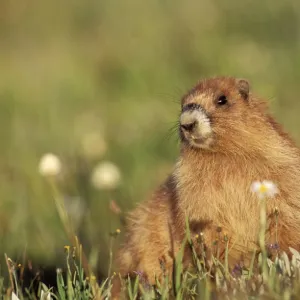 Olympic Marmot Olympic Nattional Park