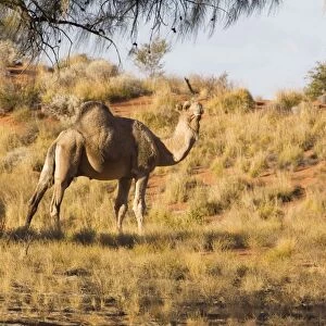 One-humped Camel / Dromedary / Dromedary Camel- Under a Desert Oak near Jupiter Well - east of the Canning Stock Route - Western Australia