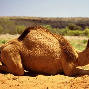 One-humped Camel / Dromedary - lying down - Central Australia JLR03141