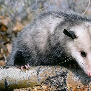 Opossum - On tree branch