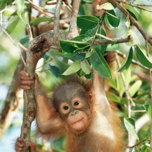 Orang-utan Baby, hanging off tree, Borneo