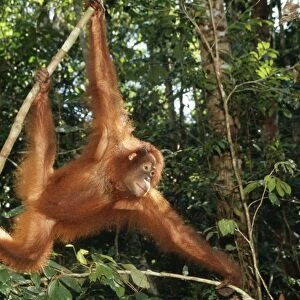 Orang-utan Borneo