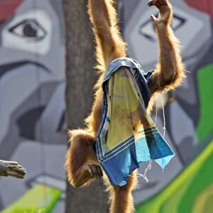 Orang-utan - with cloth over head, playing, captive. Dortmund, Germany