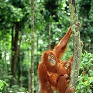 Orang-utan JPF 8453 Sabah Borneo Pongo pygmaeus © Jean-Paul Ferrero / ARDEA LONDON
