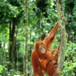 Orang-utan JPF 8453 Sabah Borneo Pongo pygmaeus © Jean-Paul Ferrero / ARDEA LONDON