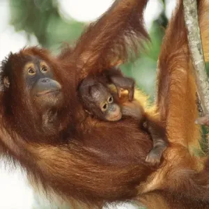 Orang-utan - mother & baby Sabah Borneo Orang-utan - mother & baby Sabah Borneo