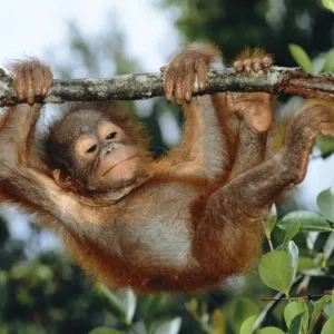 Orang Utan WAT 5033 Borneo Pongo pymaeus &copy; M. Watson / ardea. com