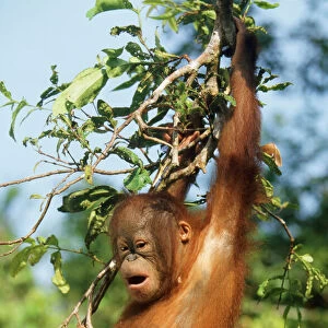 Orang-utan - young hanging in tree & calling Borneo