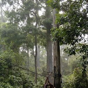 Orang-Utans and Long-tailed (Crab-eating) macaques (Macaca fascicularis)came to feed together on feeding platform at Orang-Utan Sanctuary at Sepilok, Sabah, Borneo, Malaysia; June Ma39. 3052
