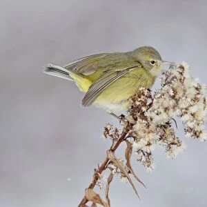 Orange-crowned Warbler in winter. January in CT, USA