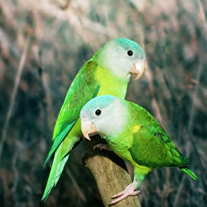 Orange-flanked / Grey-cheeked Parakeet Distribution: West Ecuador to North West Peru