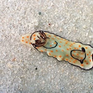 Orange spotted sea slug Mombasa Kenya
