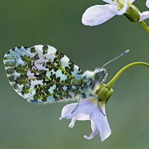 Orange Tip Butterfly - male resting on Lady's Smock flower - April - Cannock Chase, Staffordshire, England