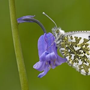 Orange Tip Butterfly - resting on Bluebell flower - Cannock Chase - Staffordshire
